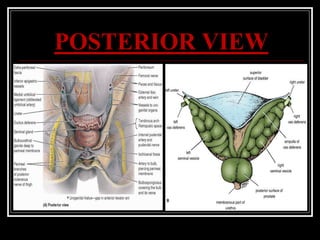 POSTERIOR VIEW
 