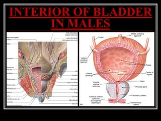 INTERIOR OF BLADDER
IN MALES
 