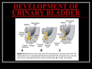 DEVELOPMENT OF
URINARY BLADDER
 