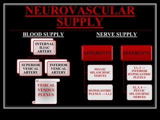 NEUROVASCULAR
SUPPLY
BLOOD SUPPLY
INTERNAL
ILIAC
ARTERY
SUPERIOR
VESICAL
ARTERY
INFERIOR
VESICAL
ARTERY
NERVE SUPPLY
AFFERENTS
PELVIC
SPLANCHNIC
NERVES
HYPOGASTRIC
PLEXUS → L1,2
EFFERENTS
L1, 2 →
INFERIOR
HYPOGASTRIC
PLEXUS
S2, 3, 4 →
PELVIC
SPLANCHNIC
NERVES
VESICAL
VENOUS
PLEXUS
 