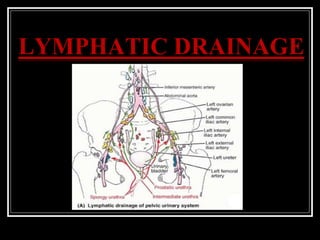 LYMPHATIC DRAINAGE
 