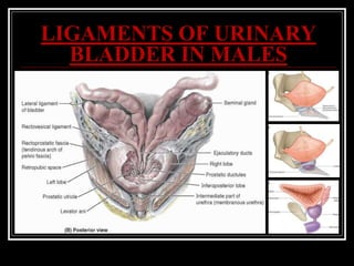 LIGAMENTS OF URINARY
BLADDER IN MALES
 