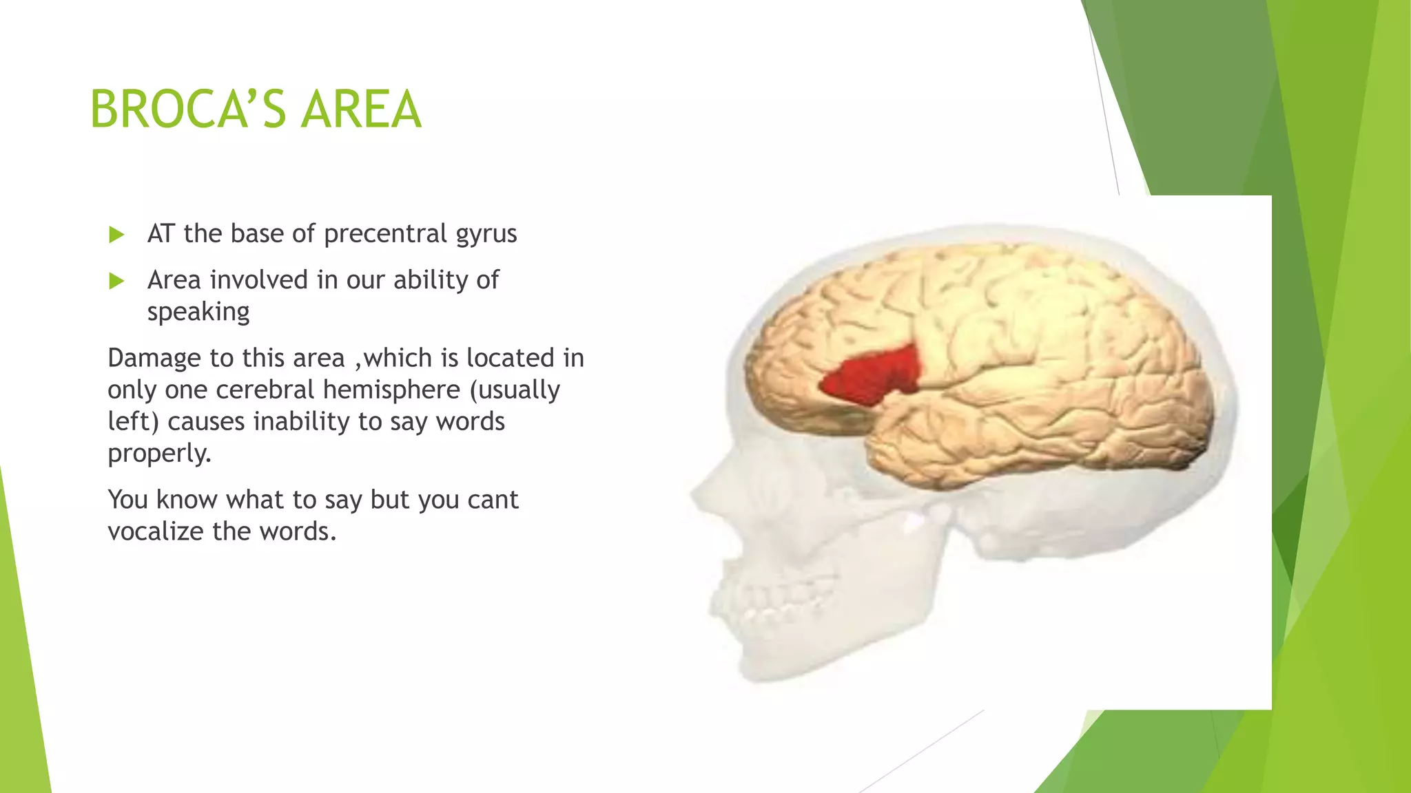 Anatomy of the brain | PPTX