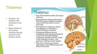 Anatomy of the brain | PPTX