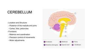 Detailed Anatomy of the Human Brain and its functions | PPTX