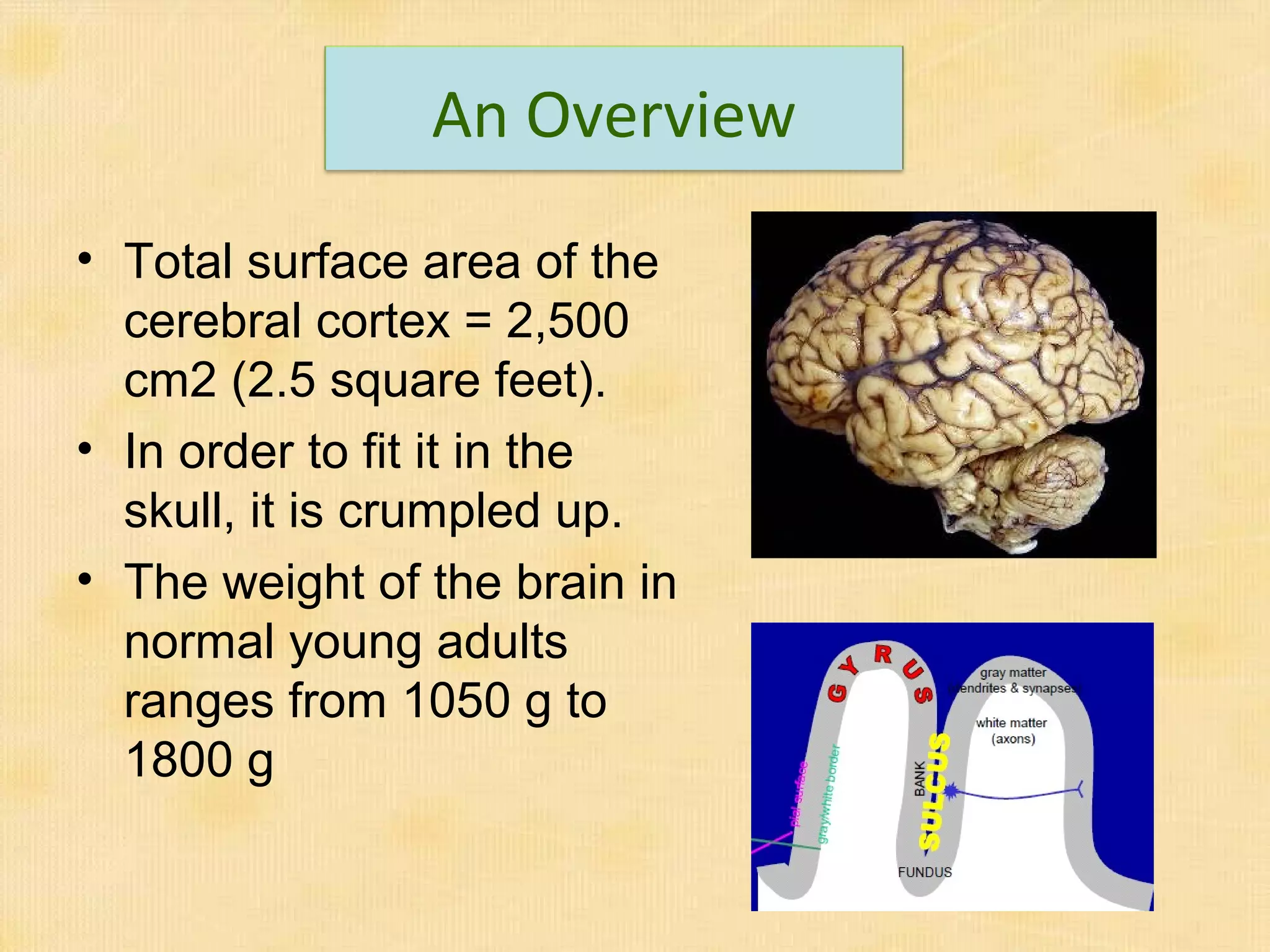 Anatomy of the brain | PPT