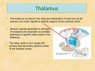 Anatomy of the brain | PPT
