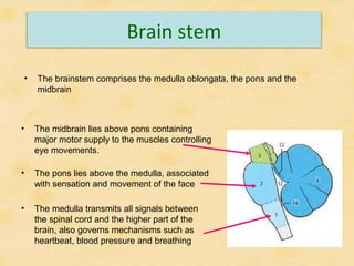 Anatomy of the brain | PPT