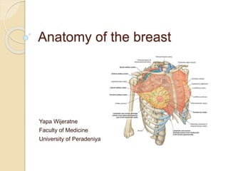 Anatomy of the breast
Yapa Wijeratne
Faculty of Medicine
University of Peradeniya
 