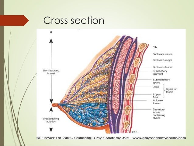Anatomy of the breast rectus sheath diagram 