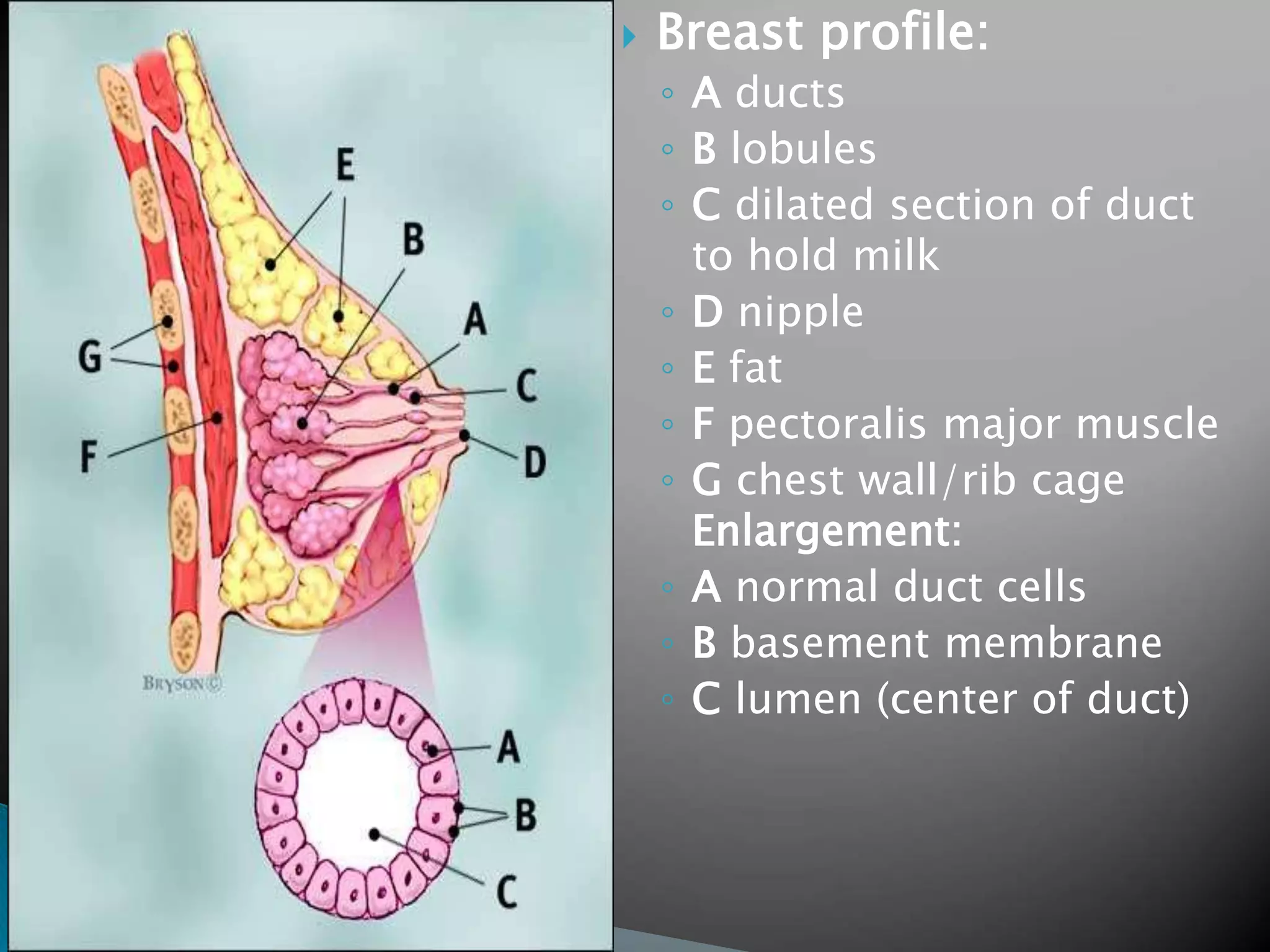 ANATOMY OF THE BREAST AND PHYSIOLOGY OF LACTATION 1 Copy ppt anatomy-of-the-breast-and-physiology-of-lactation-1-copy-ppt