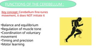 Basic Anatomy of the Structure of the Cerebellum.pptx
