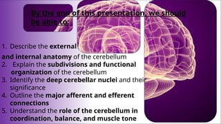 Basic Anatomy of the Structure of the Cerebellum.pptx