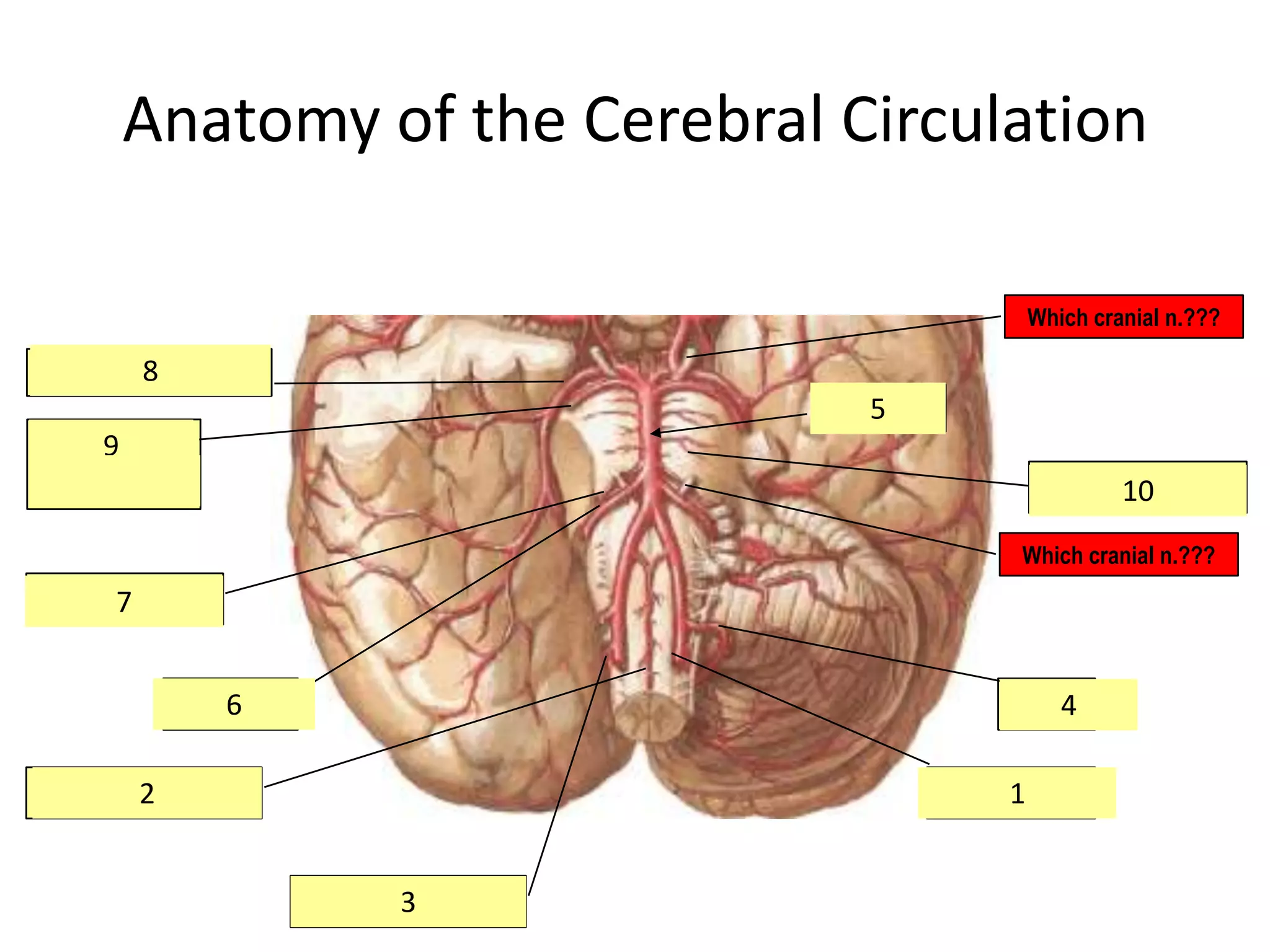 Anatomy of the Cerebral Circulation
Which cranial n.???
8
Posterior cerebral a.
5
Basilar a.
9
Superior
cerebellar a.
Paramedian as.
10
Which cranial n.???
Labyrinthine a.
7
6
AICA
4
PICA
2
Ant. Spinal artery
1
Vertebral a.
3
Post. Spinal a.