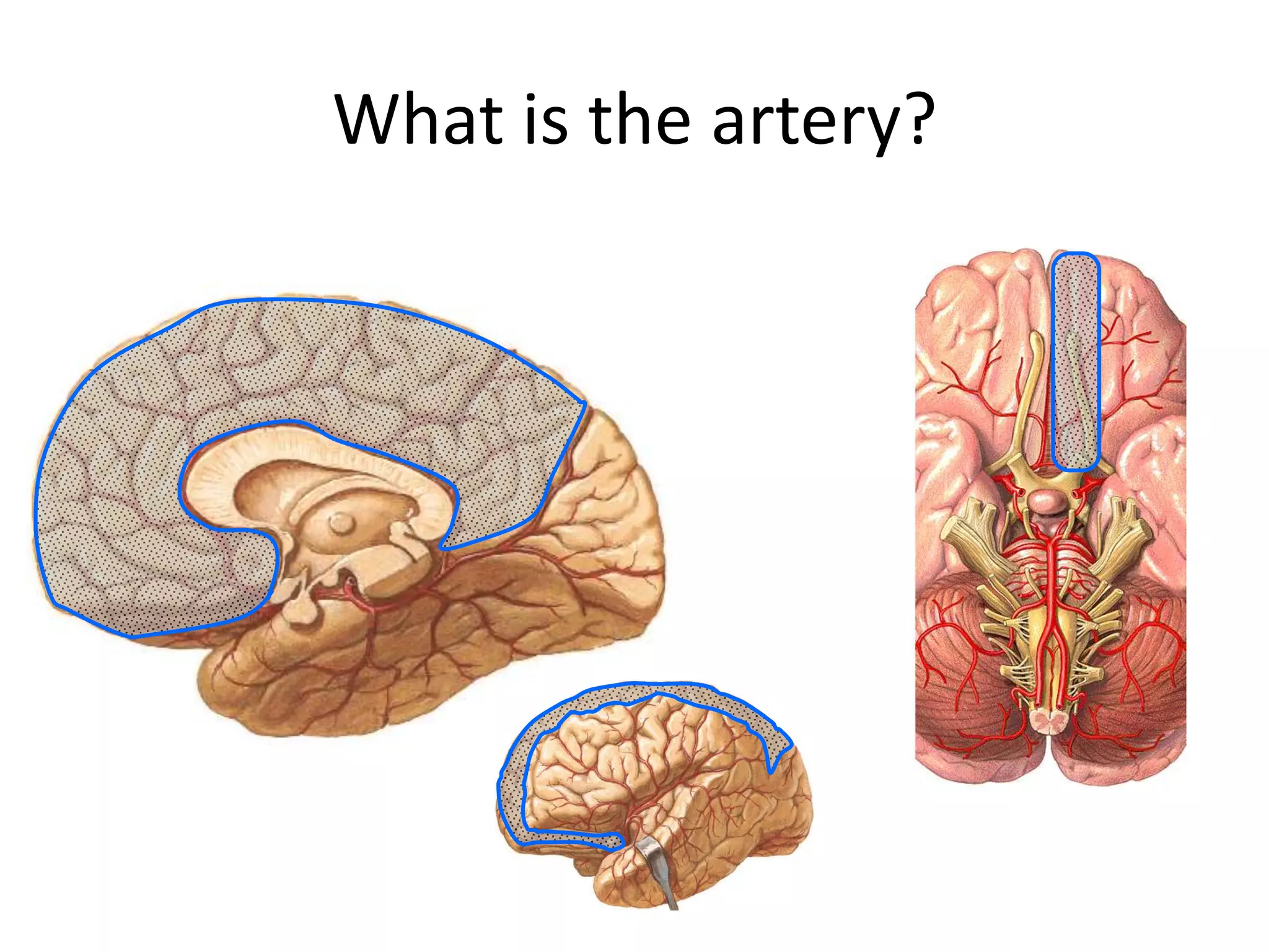 What is the artery?