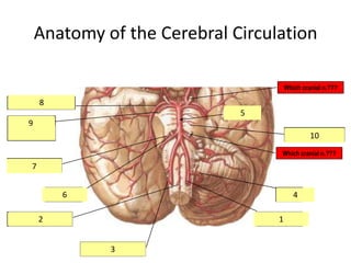 Anatomy of the Cerebral Circulation
Which cranial n.???

8
Posterior cerebral a.
5
Basilar a.
9
Superior
cerebellar a.

Paramedian as.
10
Which cranial n.???

Labyrinthine a.
7
6
AICA

4
PICA

2
Ant. Spinal artery

1
Vertebral a.
3
Post. Spinal a.

 