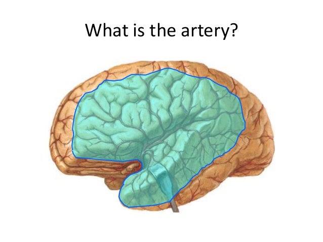 Anatomy of the cerebral circulation Week 5 objective