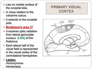 Anatomy of the cerebrum (2015) | PPTX