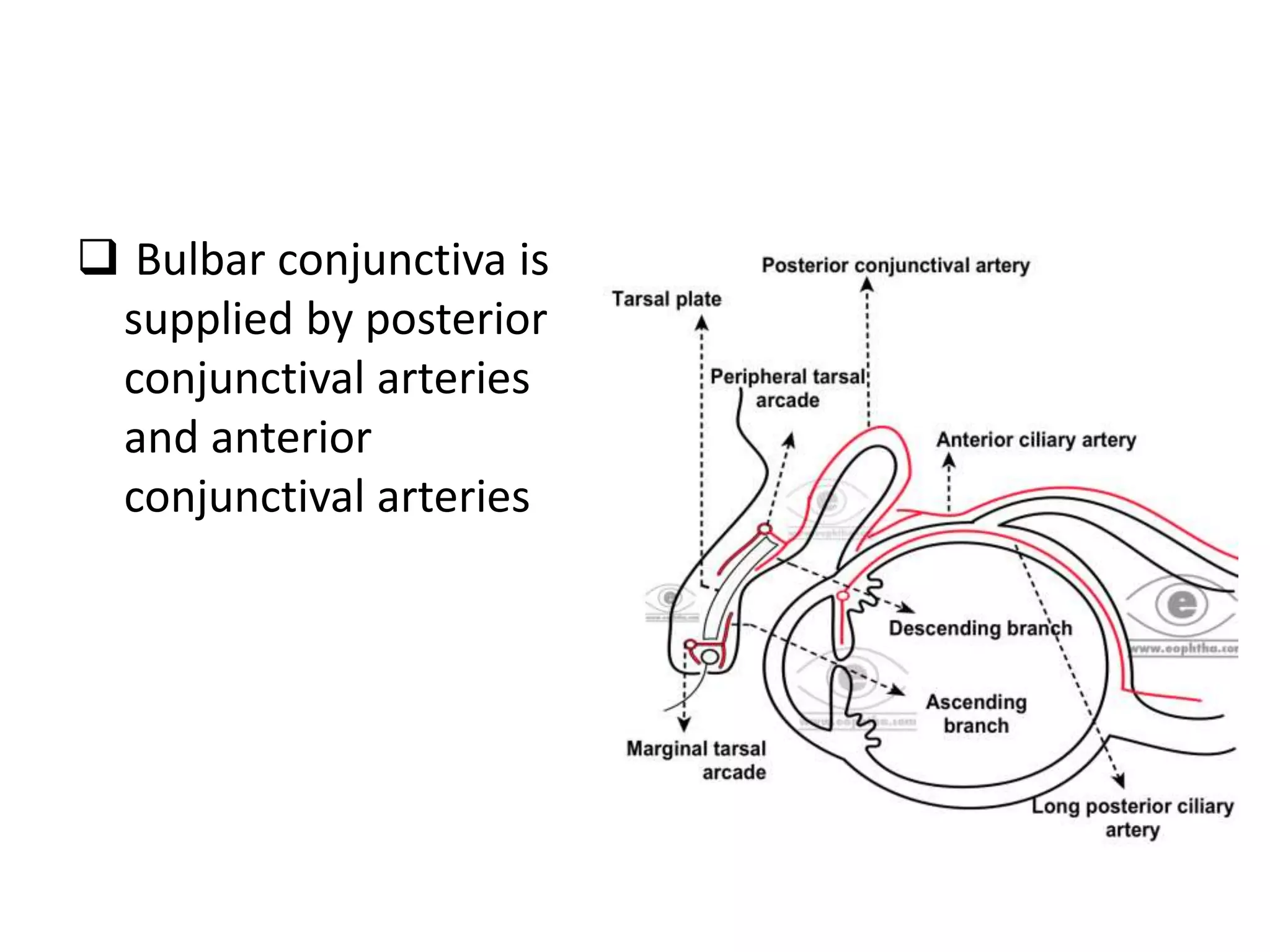  Bulbar conjunctiva is
supplied by posterior
conjunctival arteries
and anterior
conjunctival arteries
 