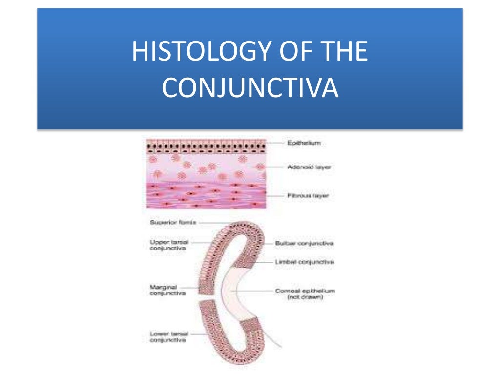 Anatomy of the conjunctiva