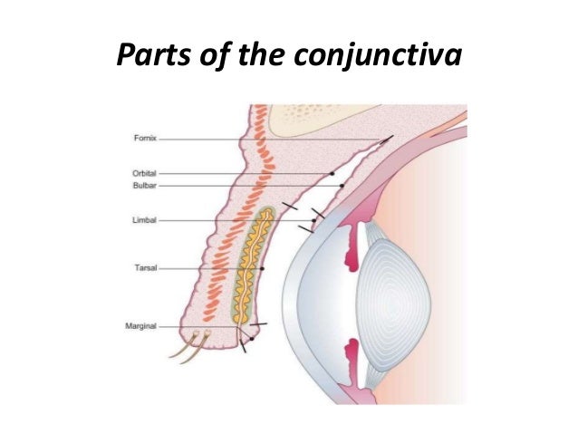 anatomy of the conjunctiva conjunctiva