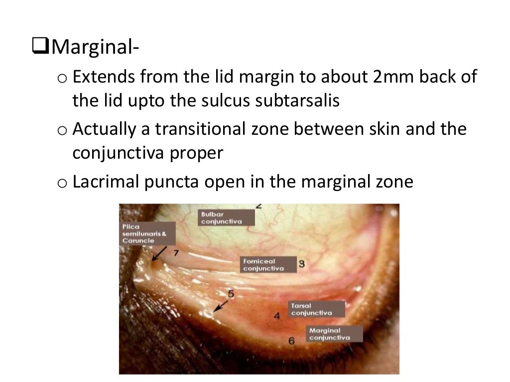 Anatomy of the conjunctiva