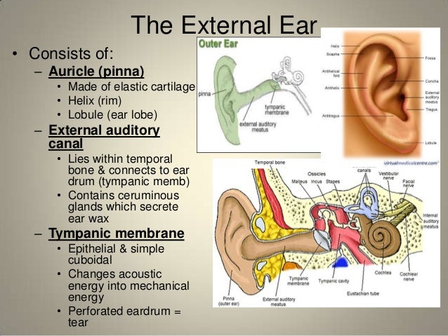 Human ear | Anatomy of the ear | Gaurav singh Rajput