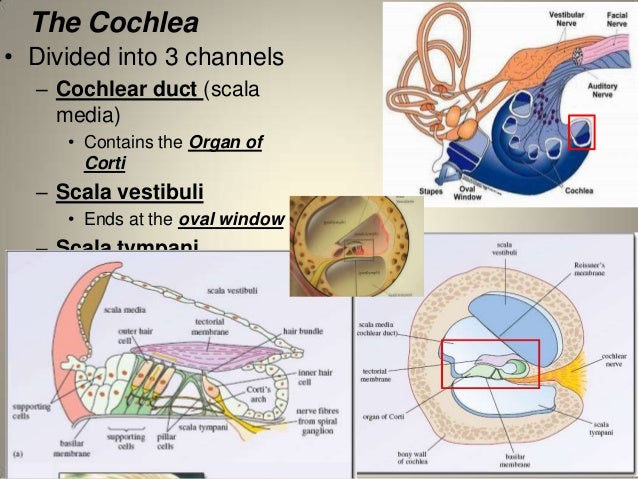 Human ear | Anatomy of the ear | Gaurav singh Rajput