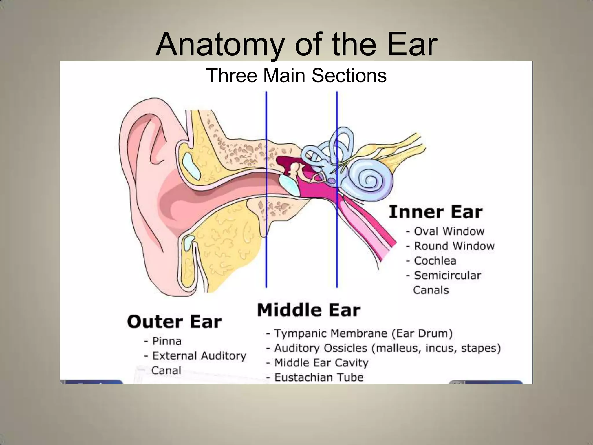 Anatomy of the ear | PPTX