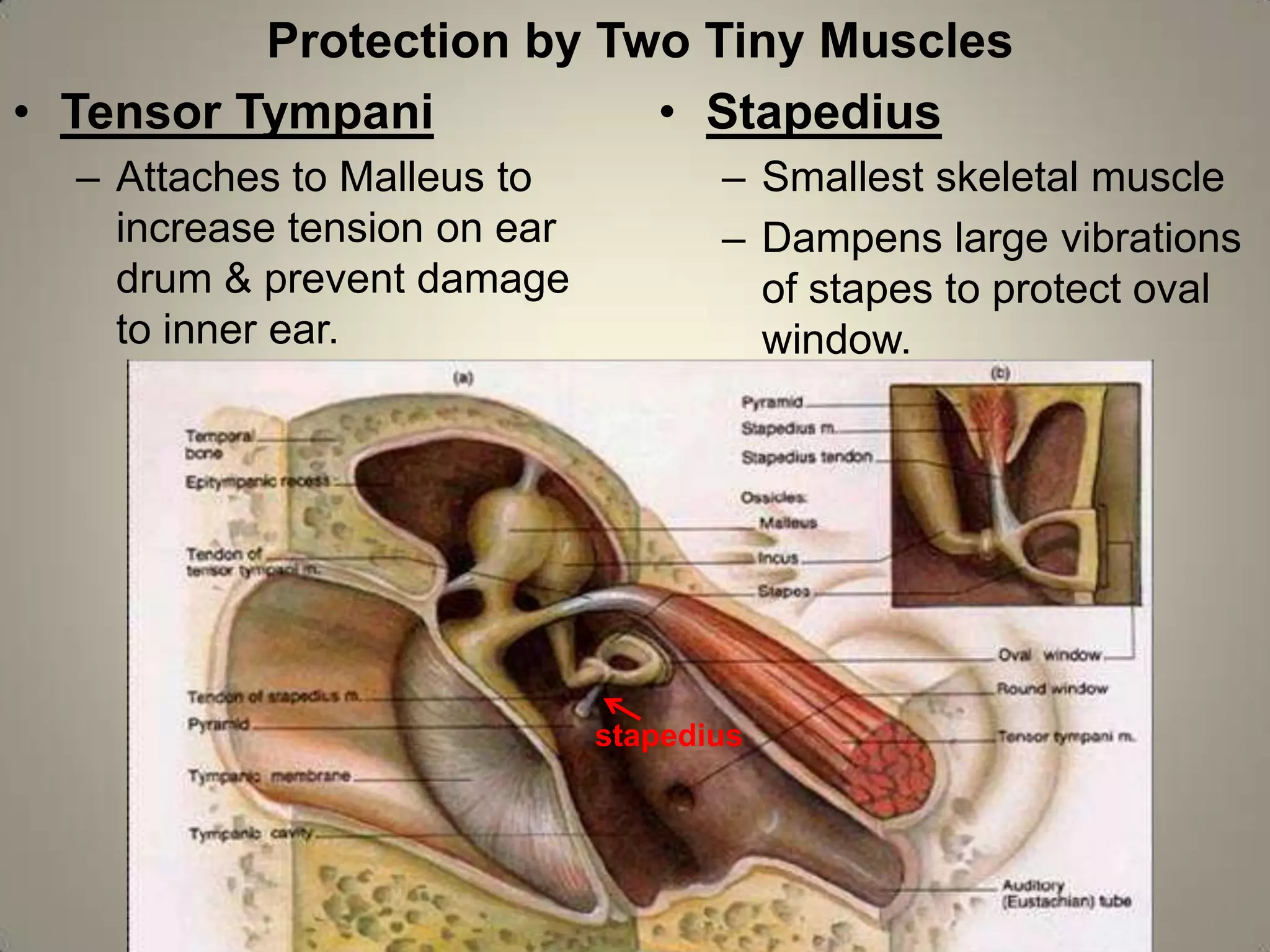 Stapedius In Ear Anatomy of the ear | PPTX