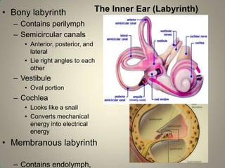 Anatomy of the ear | PPTX