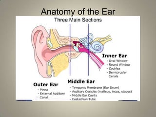 Anatomy of the Ear
   Three Main Sections
 