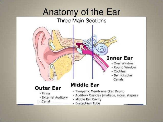anatomy of the ear