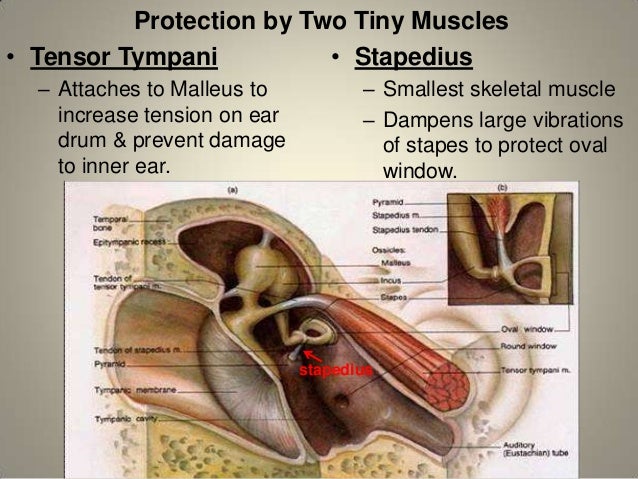 Anatomy of the ear