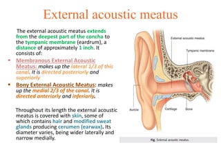 Anatomy of the ear | PPTX