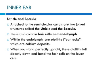 Ear Rocks THE ANATOMY OF THE EAR FOR MEDICAL STUDENTS | PDF