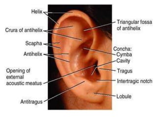 Inverted Ear THE ANATOMY OF THE EAR FOR MEDICAL STUDENTS | PDF