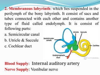 Endolymph Labyrinth Comprehensive Overview of Ear, Nose, and Throat (ENT) Anatomy and ...