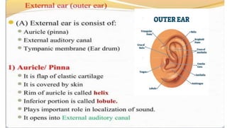 physiology of ear slideshare