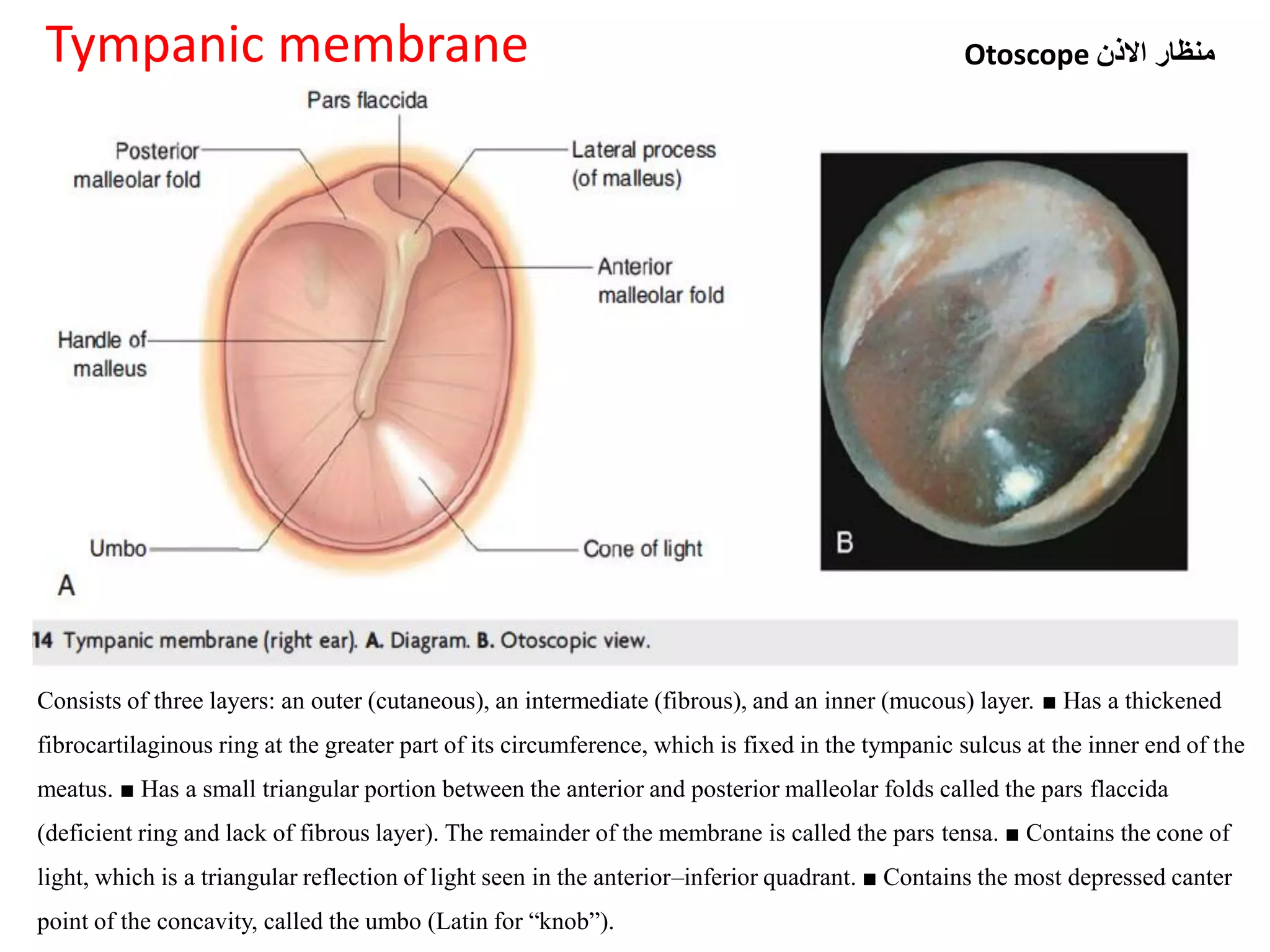 Membrane Deficiency Anatomy of the ear (ecture 2) by dr, noura 2018 | PDF