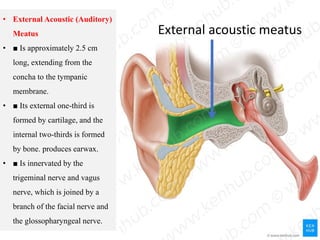 Anatomy of the ear (ecture 2) by dr, noura 2018 | PDF
