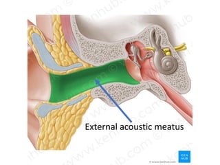 Anatomy of the ear (ecture 2) by dr, noura 2018 | PDF