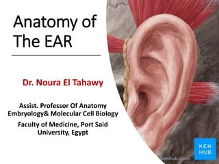 Anatomy of
The EAR
Dr. Noura El Tahawy
Assist. Professor Of Anatomy
Embryology& Molecular Cell Biology
Faculty of Medicine, Port Said
University, Egypt
 