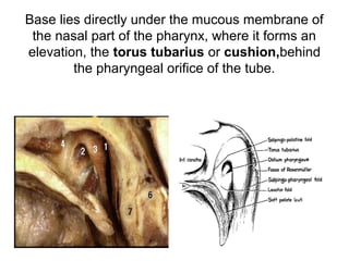 Process Tubaris Anatomy of the external and middle ear | PPT