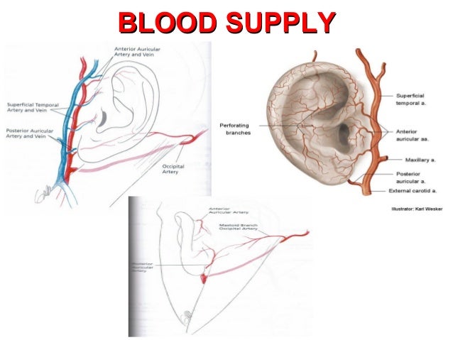 Anatomy of the external and middle ear