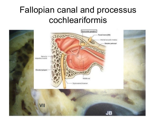 Anatomy of the external and middle ear