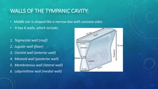 Middle Ear Rectangular Room Anatomy of the external and middle ear | PPTX