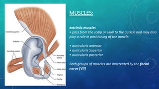 Ear Rotation Muscles Anatomy of the external and middle ear | PPTX