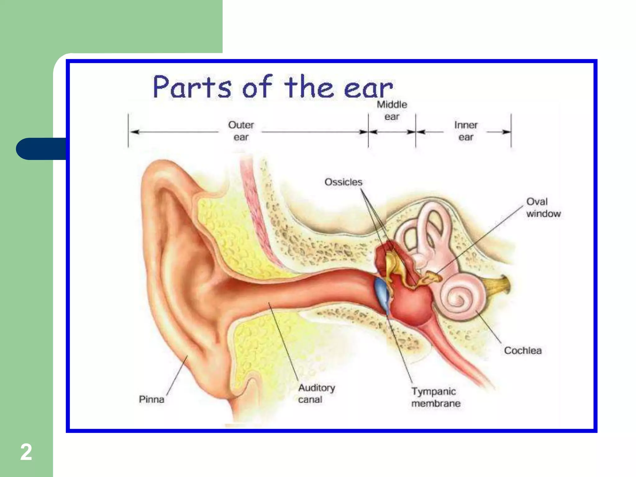 Anatomy of the external ear | PPT