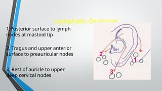 ANATOMY OF THE EXTERNAL EAR.pptx . | PPTX